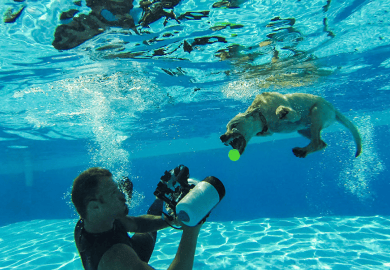 Este fotógrafo capta divertidas escenas de perros bajo el agua