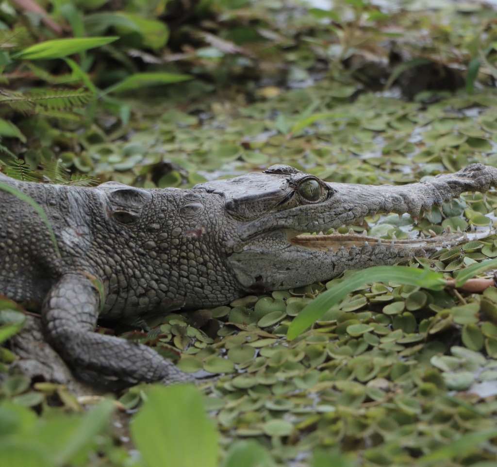 El área alberga una gran biodiversidad, incluyendo especies importancia ecológica como el caimán aguja.