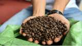 Café canéfora: una variedad que podría revolucionar la producción cafetera