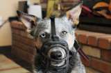 Multas por mascotas en propiedad horizontal: este es el límite que fijó la Corte