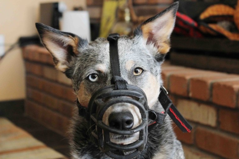 Multas por mascotas en propiedad horizontal: este es el límite que fijó la Corte