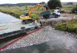 Alga tóxica sería la causa de mortalidad masiva de peces en el río Óder