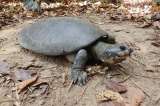 Estas son las 10 especies de tortuga más amenazadas en Colombia