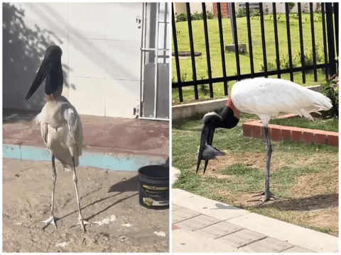 La historia de la cigüeña que ha sido vista en los últimos días en Barranquilla