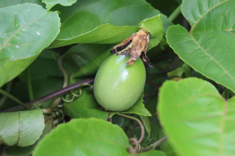 Cultivo de maracuyá en la Finca Agroturística Rosita en zona rural de San Luis de Palenque, Casanare.