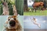 Los finalistas de las fotos más divertidas y graciosas de mascotas, ¿cuál es la mejor?