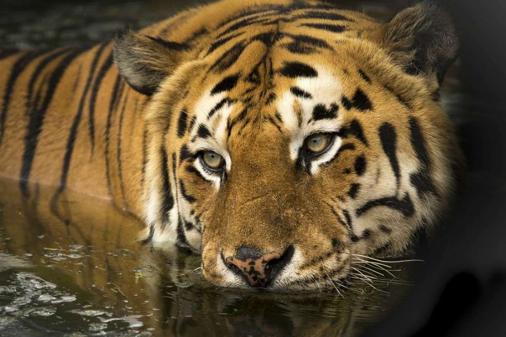 Aún viven 61 tigres restantes que siguen bajo el cuidado del gobierno tailandés. / Pixabay
