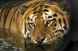 86 tigres rescatados en Tailandia murieron bajo custodia del gobierno