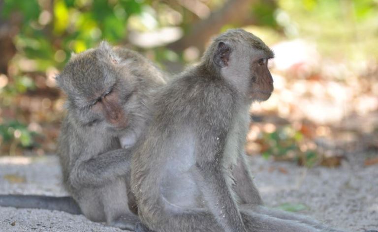 ¿Solo los humanos pueden seguir el ritmo musical? Los macacos también pueden hacerlo