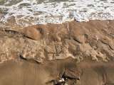 Petroglifos de hace unos 500 años emergen de la arena en Hawaii