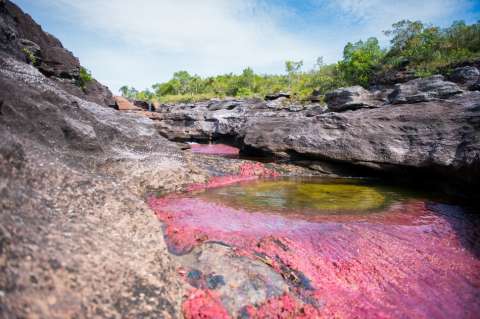 Caño Cristales, uno de los ríos más hermosos del mundo