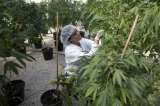 Lo que la marihuana puede hacer por su salud