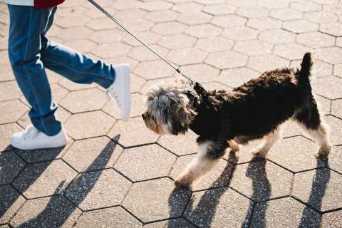 ¿Cómo proteger las patas de mi perro del calor?