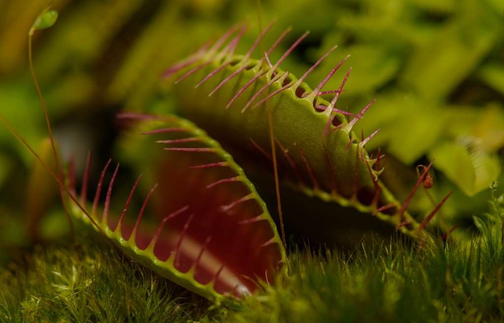 Algunas plantas carnívoras, como las del género Myrmecodia, han desarrollado estructuras especializadas para albergar colonias de hormigas. Las hormigas protegen a la planta de herbívoros y competidores, mientras que la planta les proporciona alimento y refugio.