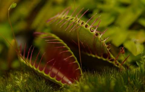 Prográmese para el festival de plantas carnívoras del Jardín Botánico de Bogotá