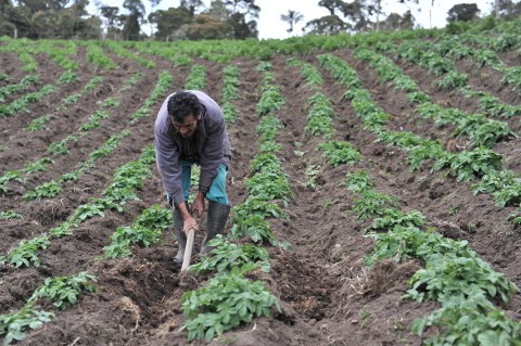 MinCiencias destinará $111 mil millones para  combatir el hambre desde la ciencia