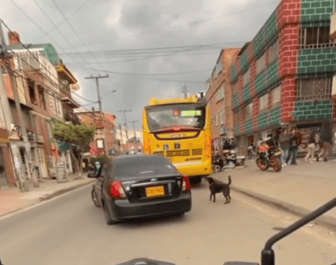 Intentan abandonar a perrita bajándola de un carro y dejándola en una calle de Suba