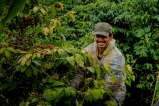 Colombia vuelve a ser integrante del Consejo Directivo de la FAO