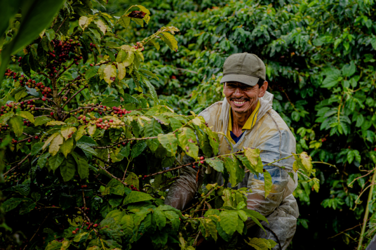 Variedades y especies de café: ¿cuáles son las que produce Colombia y por qué?
