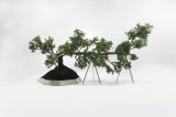 Ciudad, sexo y naturaleza