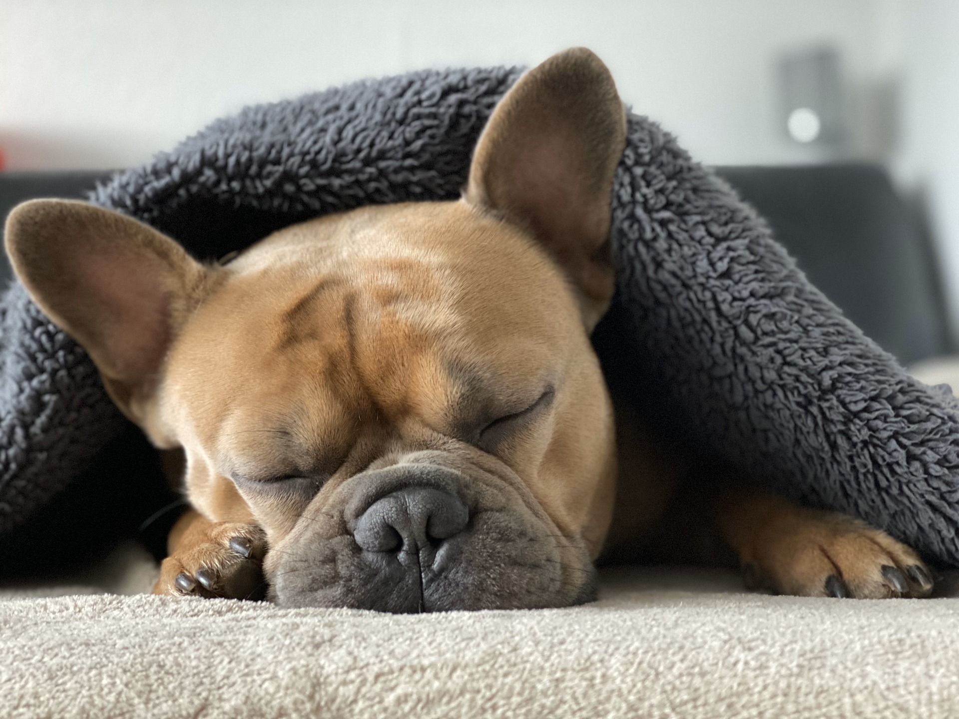 Perro durmiendo.