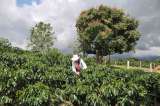 ‘Un año cafetero más animado’