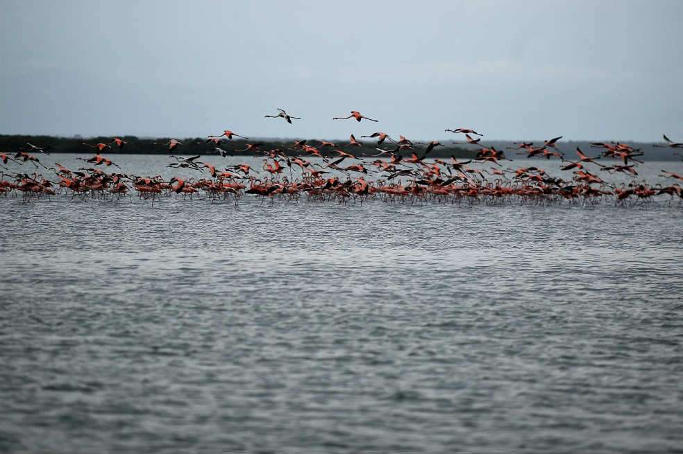 En el Santuario de Fauna y Flora Los Flamencos (en La Guajira) pueden verse bandadas de hasta 2.000 de estos animales que viajan desde las Antillas para dormir y alimentarse. / Fotos: Óscar Pérez - El Espectador