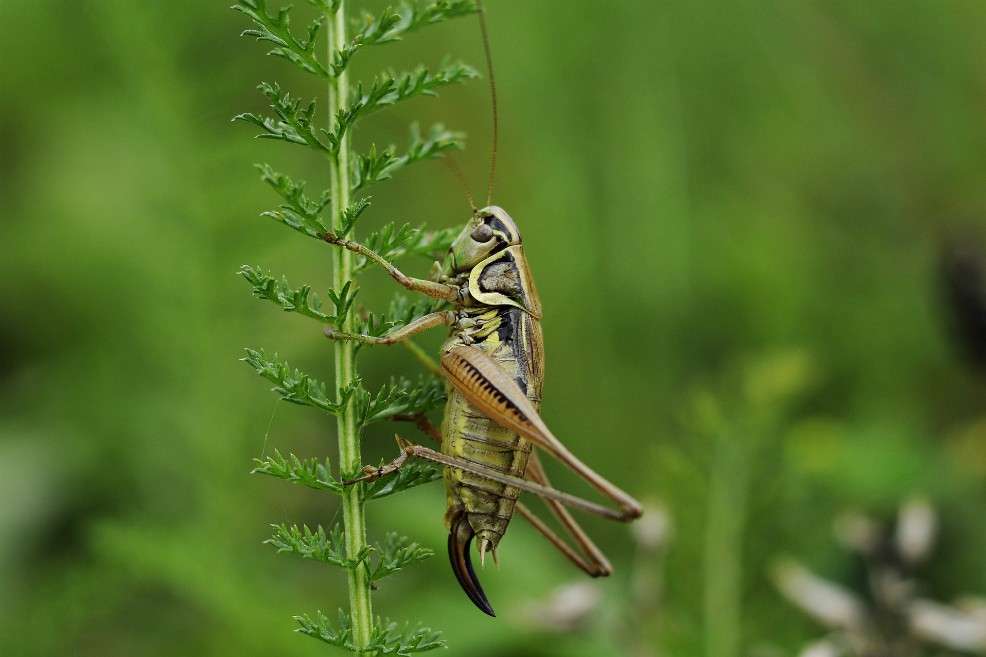 El canto del grillo de la especie A. celerinictus, común en el Caribe, mostró un patrón similar al de las grabaciones del Departamento de Estado de EE.UU en Cuba. / entnemdept.ifas.ufl.edu
