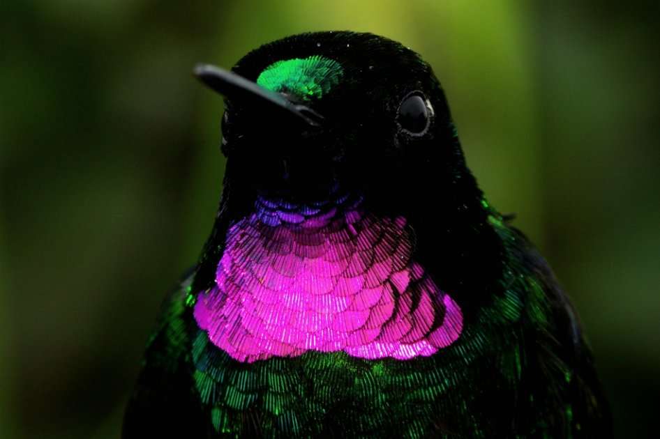 Colibrí cuyo nombre científico es Heliangelus exortis. / Fernando Ayerbe