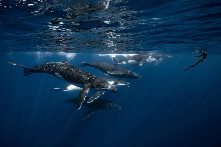 “Un guía de avistamiento de ballenas observa ballenas jorobadas en la Polinesia Francesa, manteniendo una distancia respetuosa y prudente”, dice Beltrán. “Personalmente, tengo muy pocas fotografías con personas y fauna silvestre porque prefiero fotografiar a los animales en su entorno natural con la mínima interferencia. Creo que las imágenes y el comportamiento responsables son fundamentales para preservar la integridad de la fauna silvestre. Comparto esta fotografía para promover un mensaje de respeto y observación responsable”.