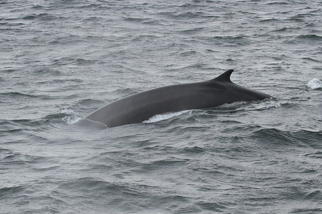 Imagen de una "Balaenoptera physalus".
