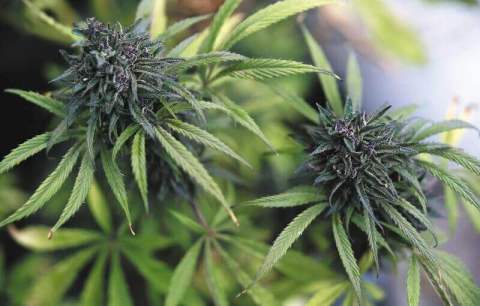 Bogotá, la primera en realizar una cumbre de inversionistas del cannabis medicinal en Latinoamérica