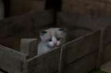 Video: Nucita, la gata que no se despegó del ataúd de su dueño en medio del velorio