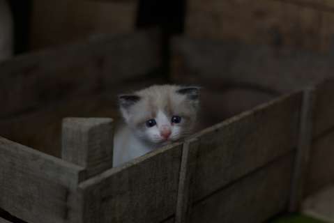 Video: Nucita, la gata que no se despegó del ataúd de su dueño en medio del velorio