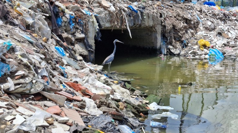 Estudio revela que residuos de alimentos y bebidas lideran la contaminación marina global