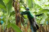 “Estamos comprando tiempo”: bananeros de Urabá sobre hongo Fusarium