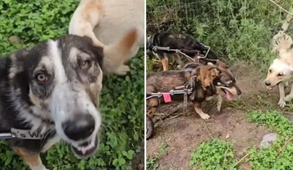 Pese a las dificultades, la mayoría logra recuperarse y, en muchos casos, ser adoptados.