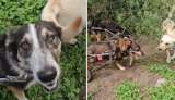 Así viven los perros con sillas de ruedas que fueron salvados del abandono