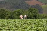 Banco Agrario niega que productores morosos estén por perder sus tierras