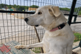 Ella es Pandora, la perrita que espera todos los días a la familia que la abandonó