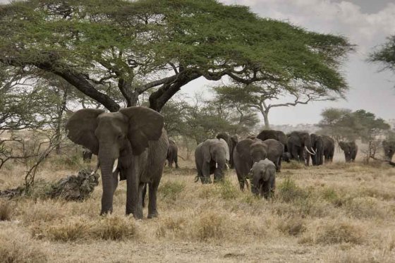 Cazadores furtivos envenenan a 26 elefantes en Zimbabue