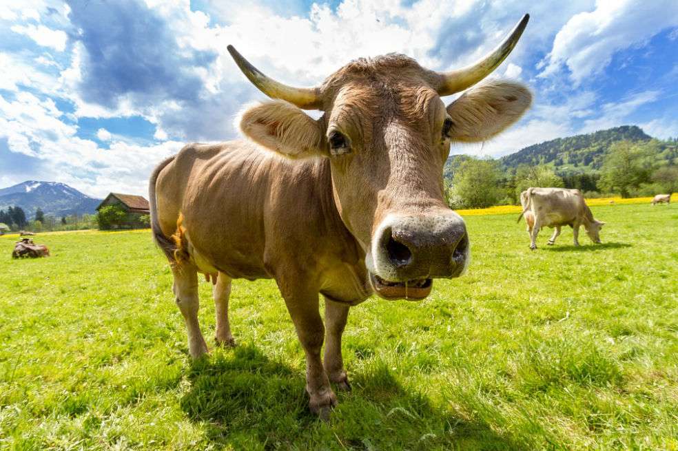 La producción de carne está vinculada a la deforestación en el Amazonas pero la trazabilidad es pobre en las cadenas de suministro. / Fábio Nascimento