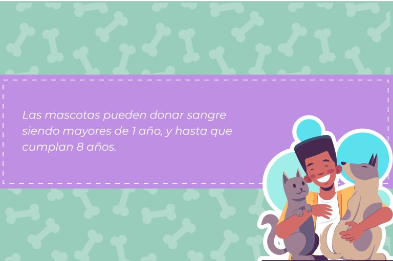 Existe una edad mínima y máxima para que las mascotas donen sangre.
