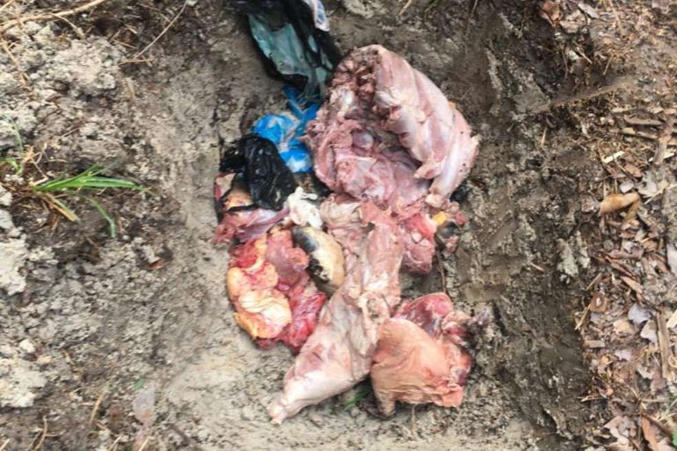 Destrucción de carnes silvestres incautadas por autoridad ambiental y de Salud en Leticia.