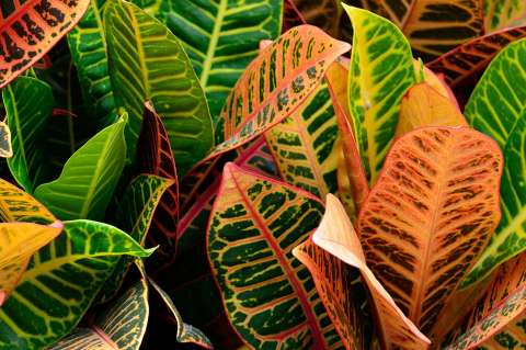 Crotón: cuando las hojas de una planta están hechas de arcoíris