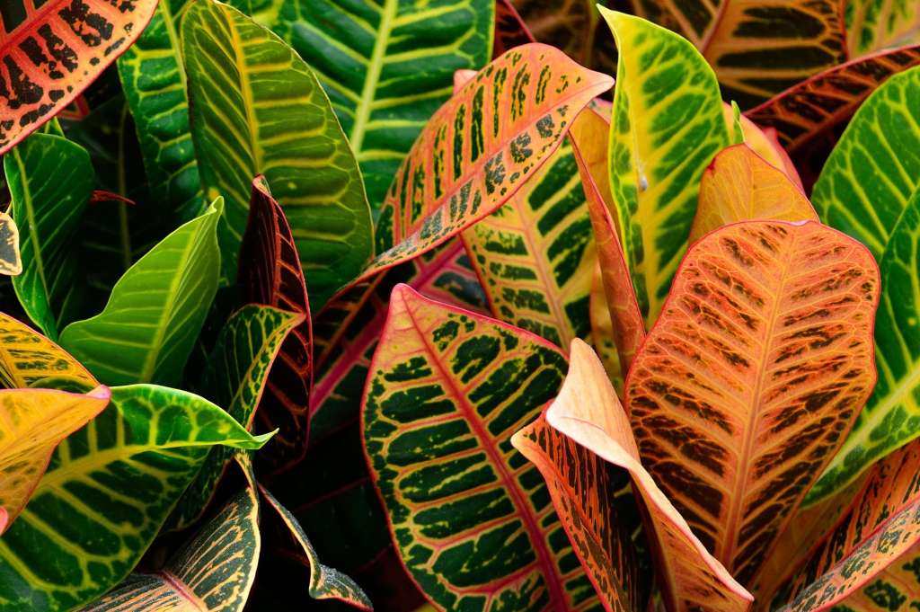 Foto que enfoca en primer plano las hojas de plantas de crotón, que vienen en colores que van desde el verde y el amarillo, pasando por el naranja hasta el morado.