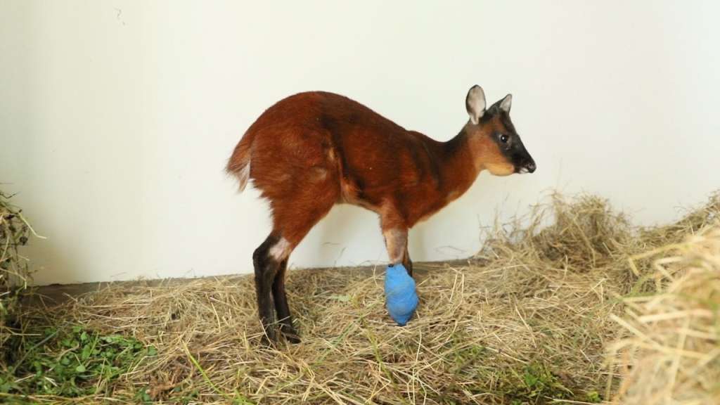 Venado que fue encontrado al norte de Bogotá vuelve a cirugía