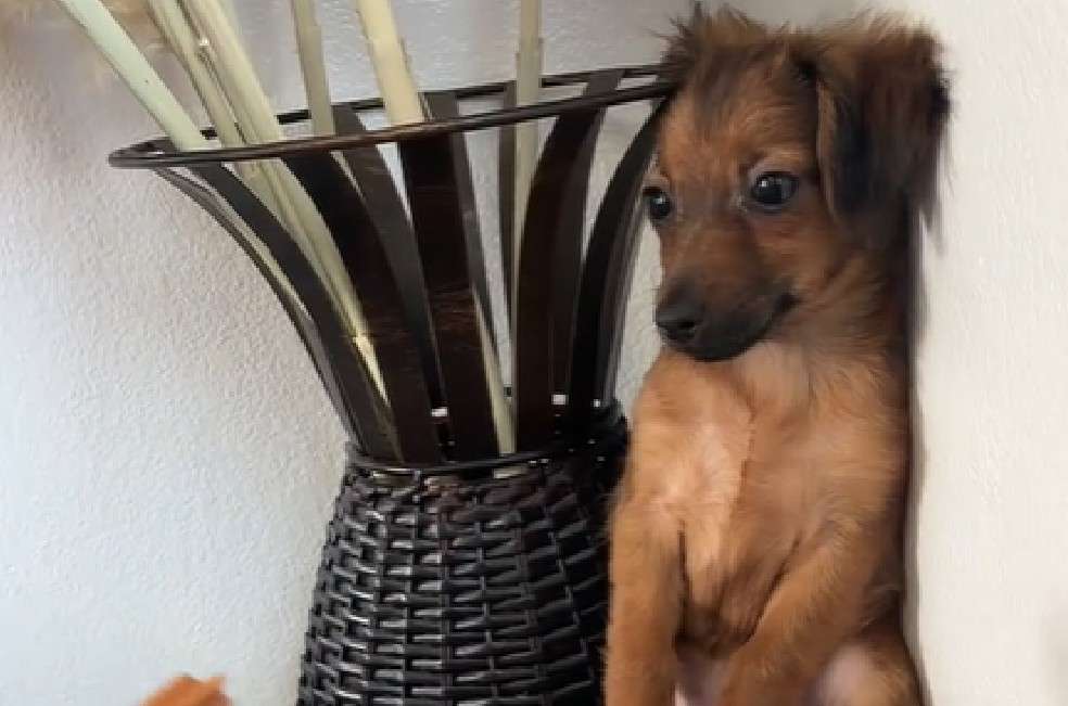 Con dedicación, la mayoría de los perros logran integrarse a la vida familiar.