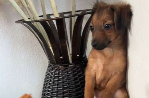 Así puede ayudar a un perro rescatado a adaptarse a su nuevo hogar