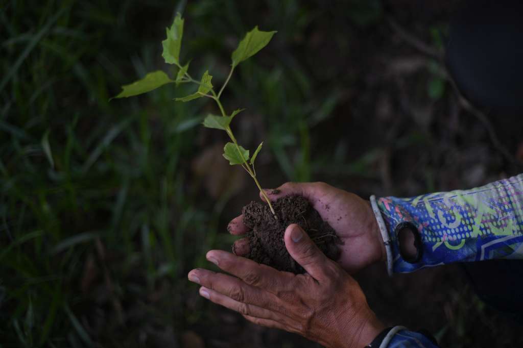 Resguardo ubicado en Natagaima (Tolima), donde viven 231 indígenas pijaos que vienen recuperando el bosque que décadas atrás talaron para la ganadería; Para reforestar la zona, sembraron árboles de caracolí, chicala, guásimo y totumo.